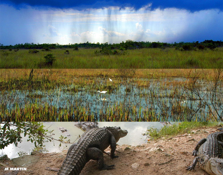 floride everglades