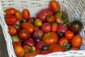 tomates anciennes