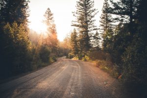 Route de campagne bordée de sapins avec lueur du soleil en fond