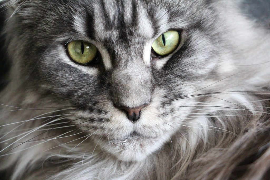 Chat de race maine coon enregistré au LOOF