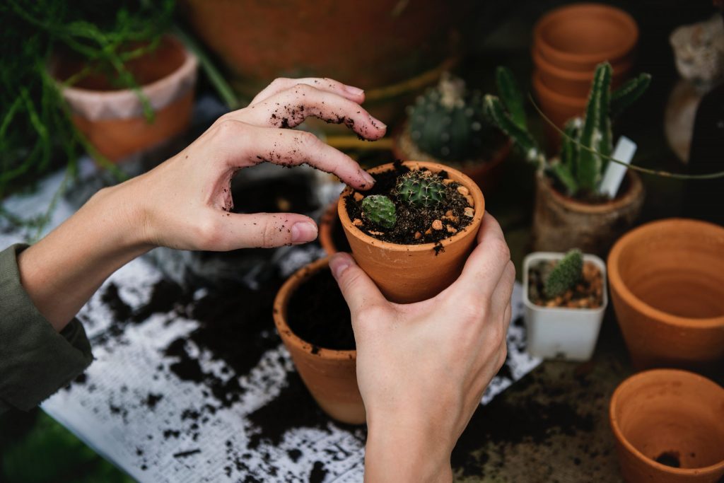 vue sur les mains d'une personne qui plante des plantes dans des pots en terre cuite