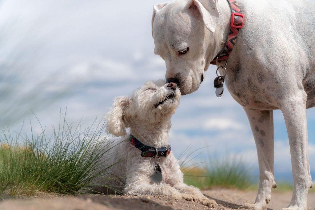 un chiot et un chien adulte sur une plage